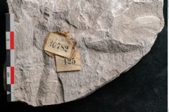 Foto (Detailansicht) von Dictyopteris brongniarti Gutb. (NHMW-GEO-2024-0188-10782)
